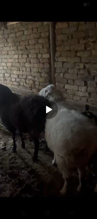 койлар сатылад срочно