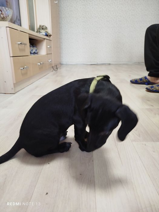 щенок в добрые руки