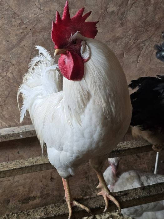 Продам Петушков!