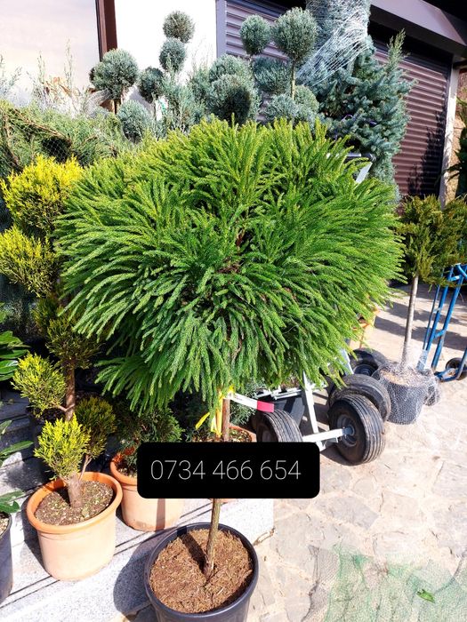 Tuia smaragd  catalpa mesteacăn