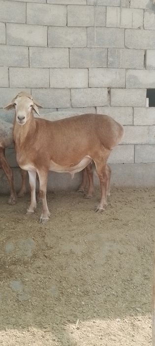 Киргиз кучкор  сотилади