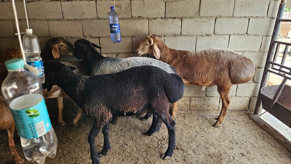 Продаются бараны жирные