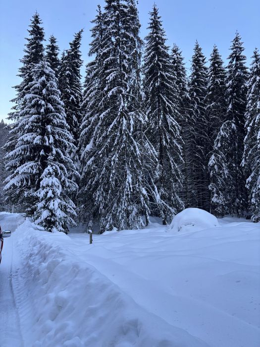 Teren cu padure langa viitoarea partie de schi
