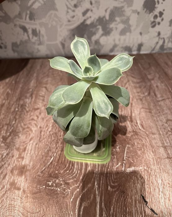 продам комнатные растения