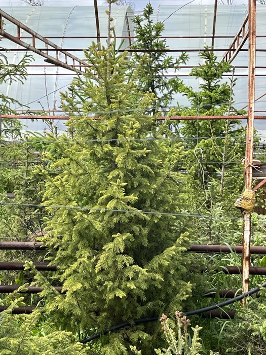 Продаются ЕЛИ, Сосна, тополя