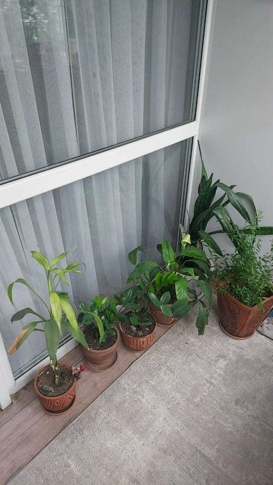 Продам 3 ком Момышулы 111