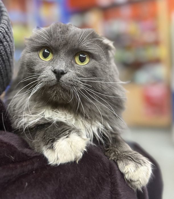 Вислоухий парень