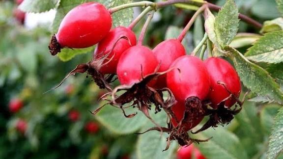 Gul urugʻi (namatak urug')