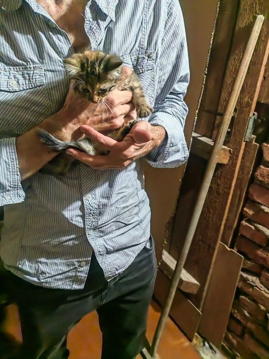 Подарявам котенце