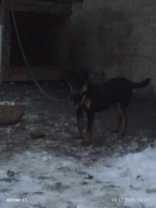 Продам щенок Ягдтерьер