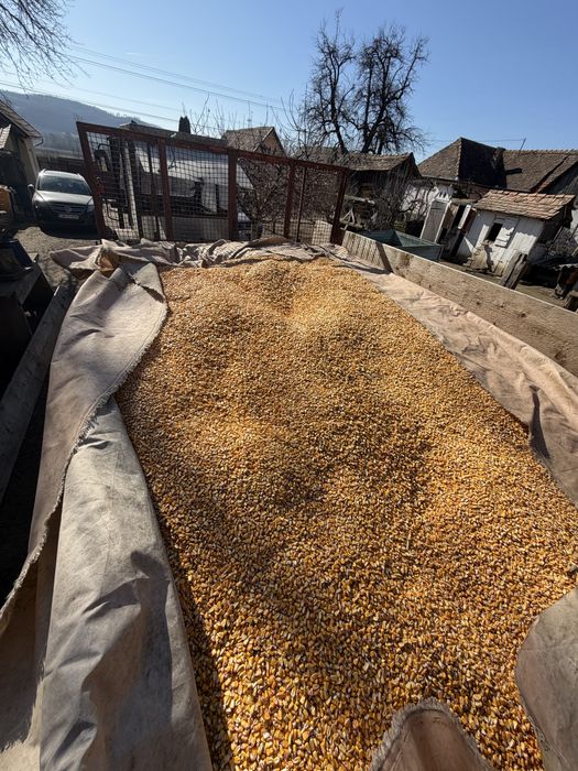 Vand porumb uscat boabe