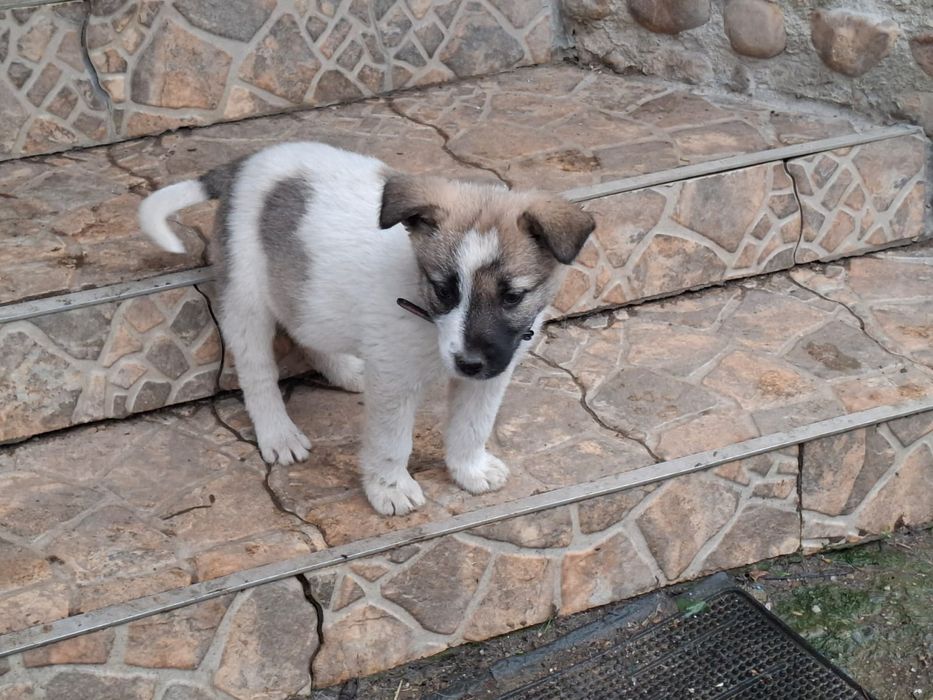 Adopție cățeluşă ciobănesc  abandonată