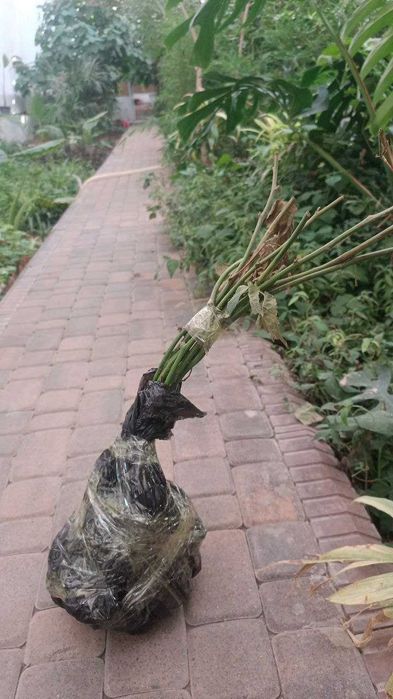 Tikansiz Maymunjon Ko'chati