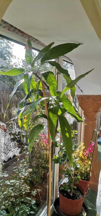 Mango Irwin - altoit