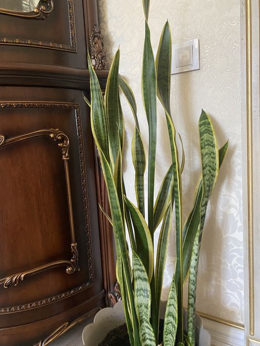 Сансевиерия (щучий хвост/тещин язык)