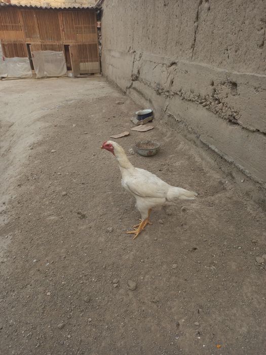 Oq toza moki 4.200vedi zoti kares tuxumda