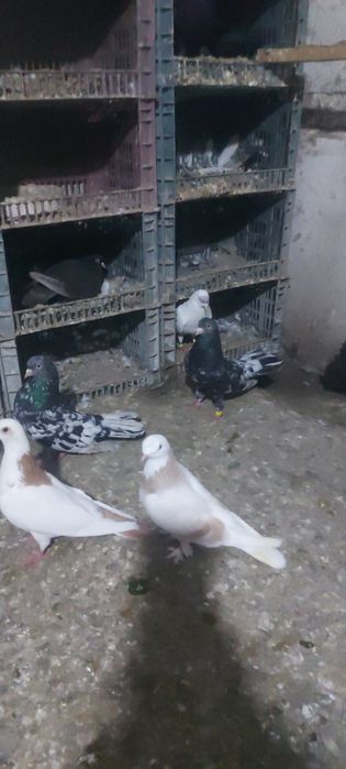 Челкар туркмени лет с игрой летные