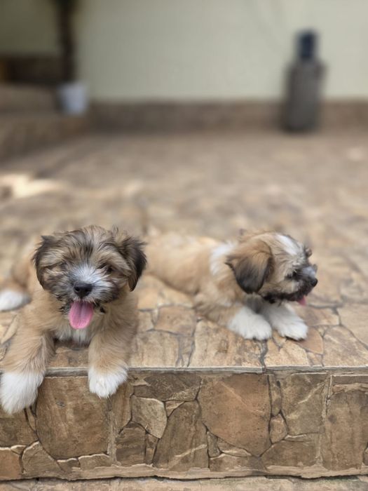 Căței Shih Tzu  de vânzare