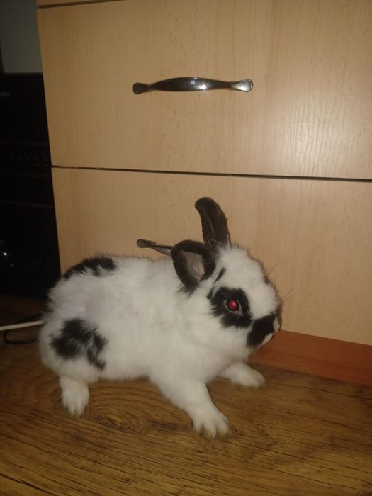 Iepure cap de leu pitic de casă