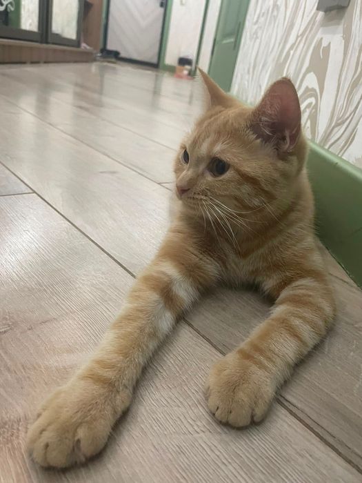Отдам в хорошие руки Котёнка