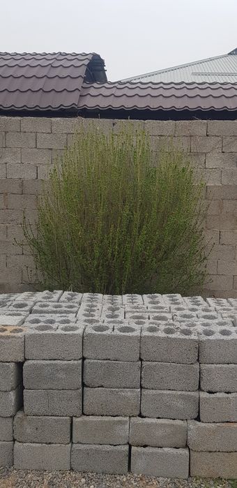 Куст. Живая изгородь