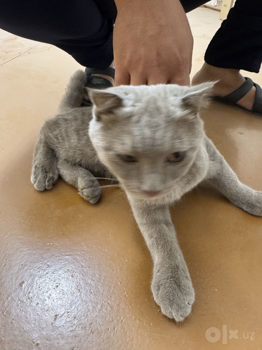 Scottish fold mushigi