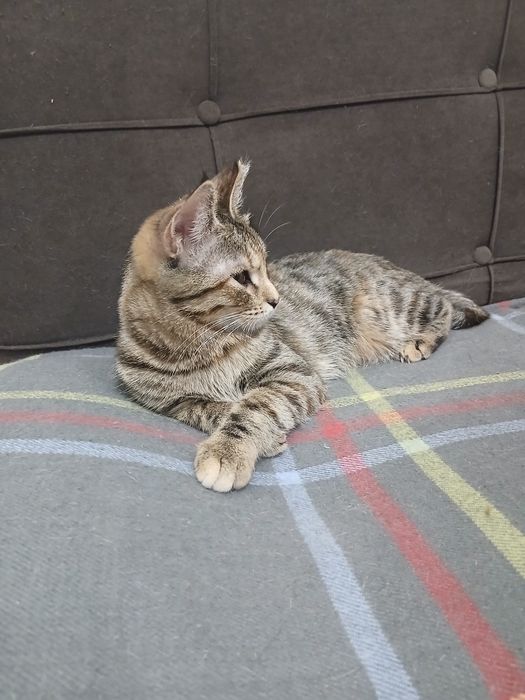 Кошечка в добрые руки