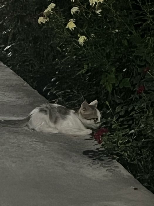 Отдам котёнка бесплатно