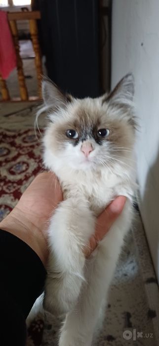 котенок породы рэгдолл