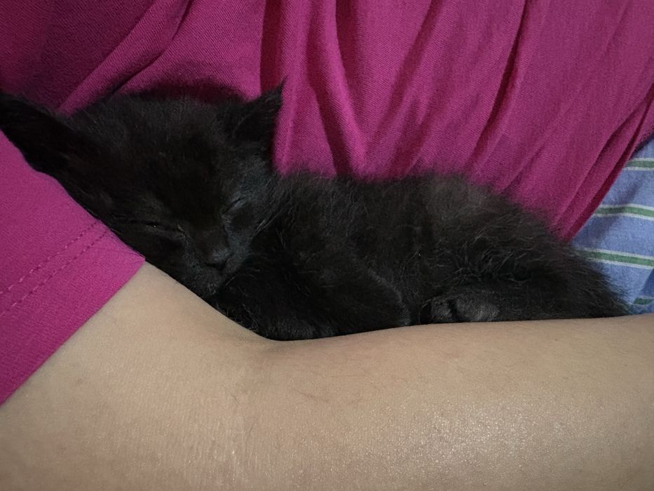 Отдам котенка в добрые руки