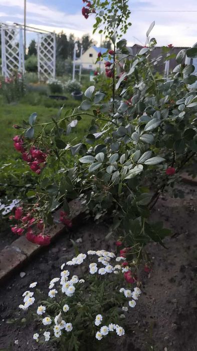 Продам Дом в Бишкуле