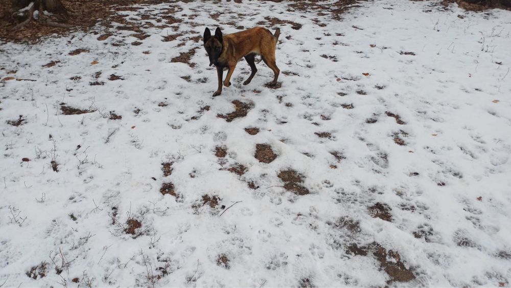 Белгийская овчарка малинуа