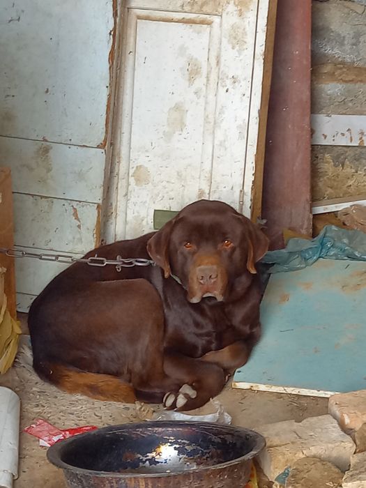 Ит сатылады срочно