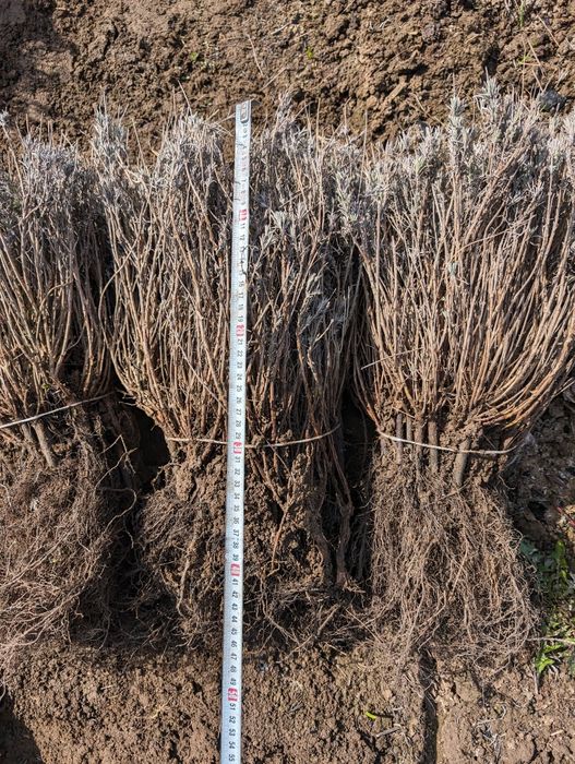 Butași de lavandă anul 1, 3 lei butașul