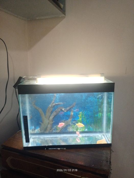 Akvarium baliqlari bilan