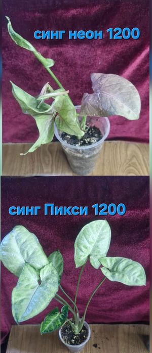 Сингониумы домашние