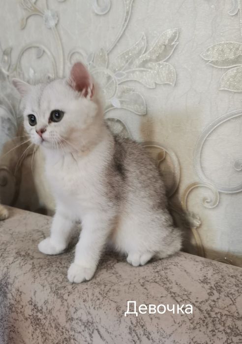 Британские котята