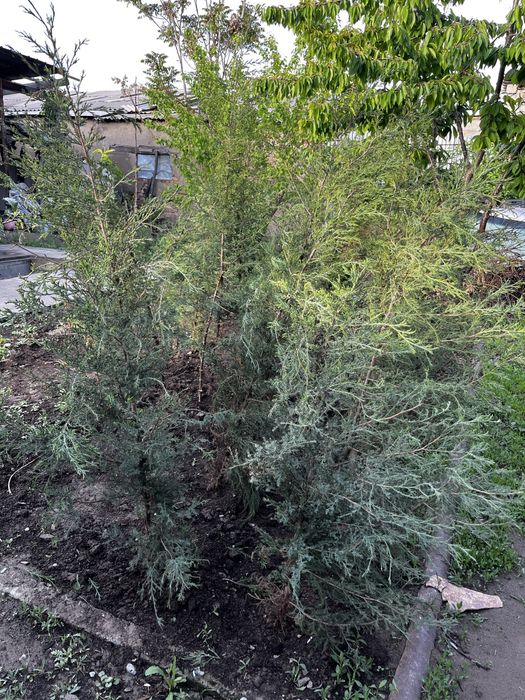 Саженцы сосна эльдарская, можжевельник