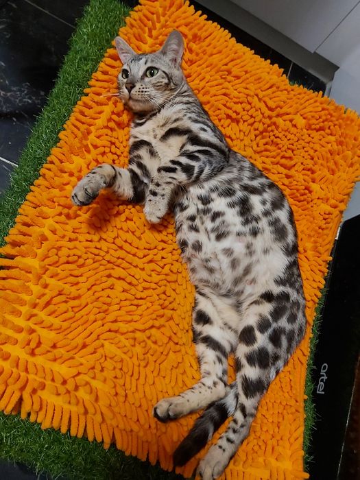 Серебряные Бенгалы ( котята и подростки ) - !