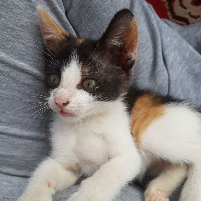 Подарявам котенца