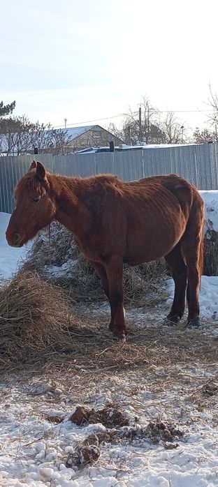 Продам кобылу или обмен