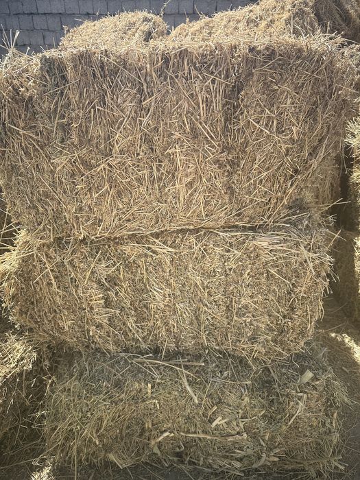 Нудистердің жалаңаш үйлену тойы