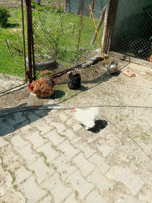 Oua cochinchina pitic