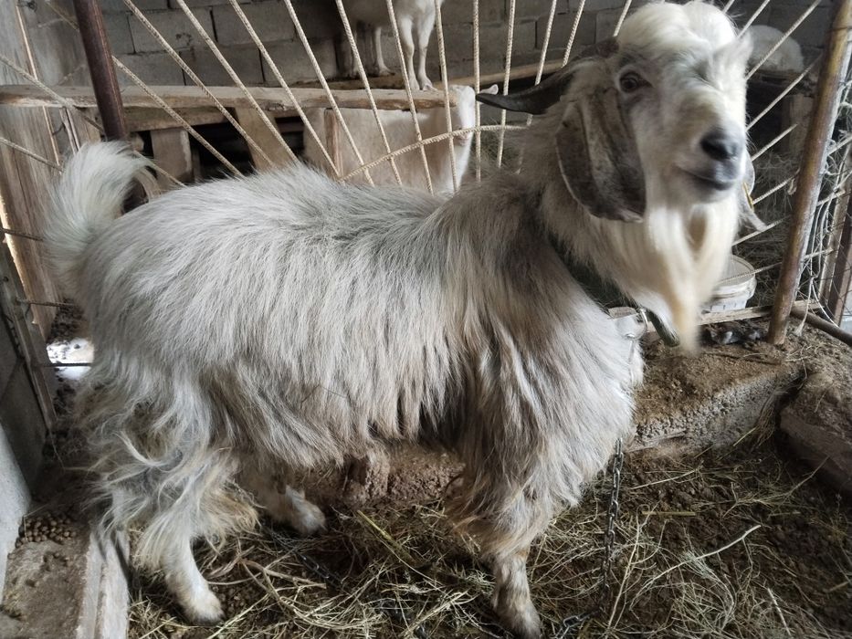 Казел для вязки нуби