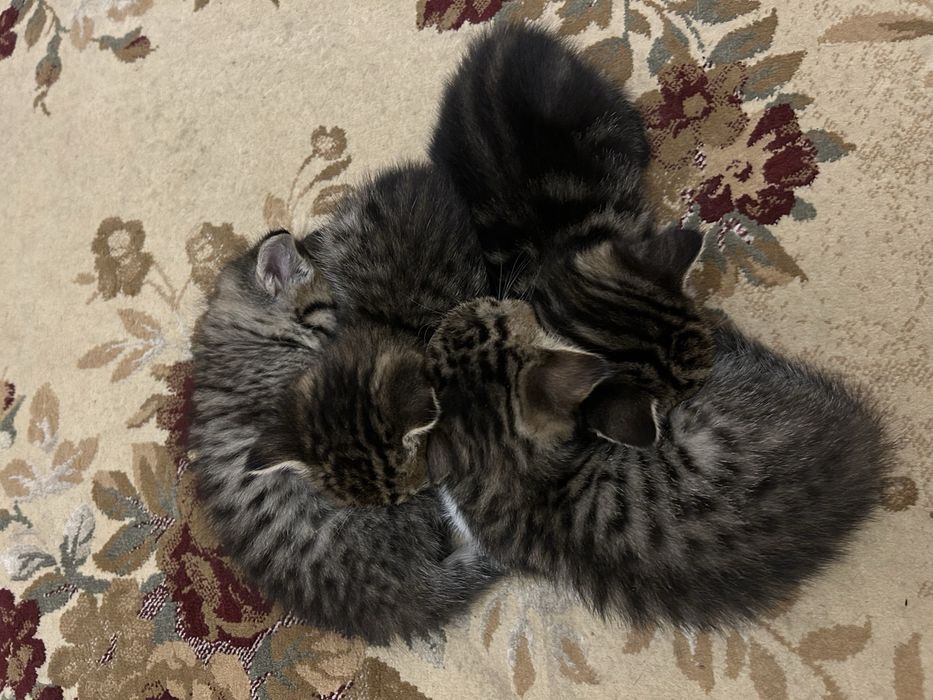 Котята ищут дом