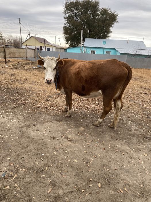 Аксайда тур мал деген