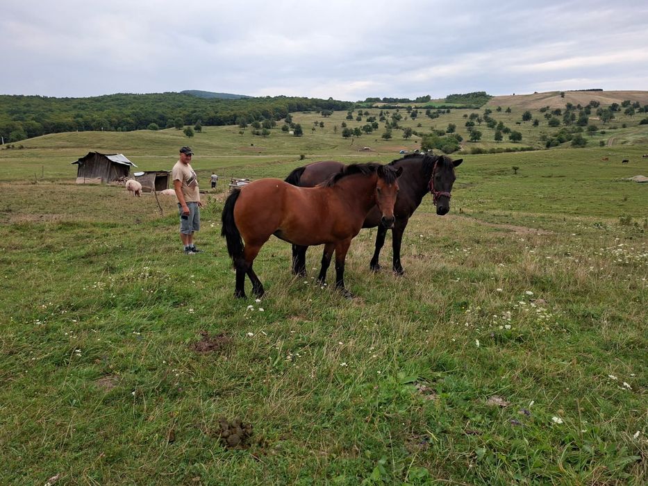 Mânză de vanzare