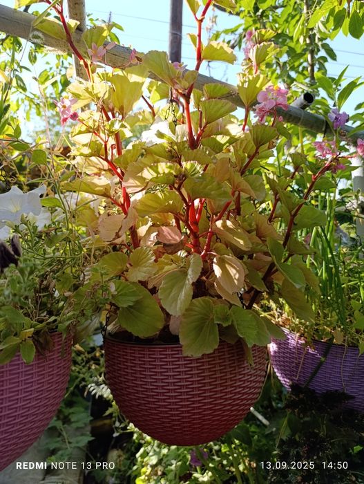 Продам комнатные цветы