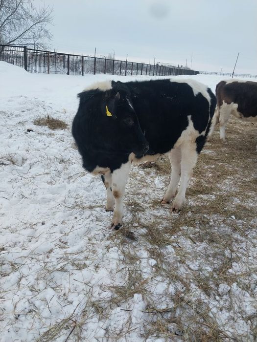 Продам КРС (6 телок (оптом))