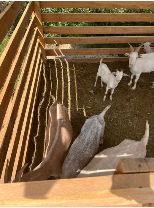 Козы, козы молодые, козлята